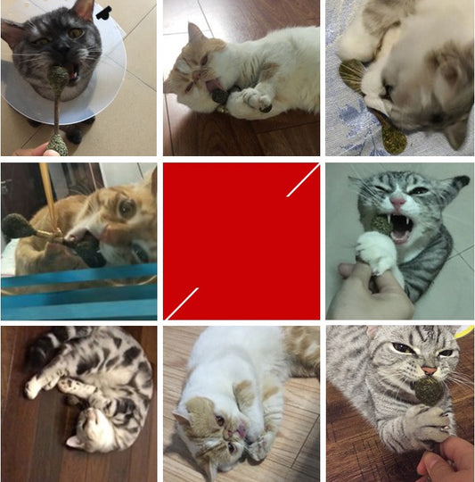 Molar Clean Cat Catnip Stick Toy Silvervine Rod