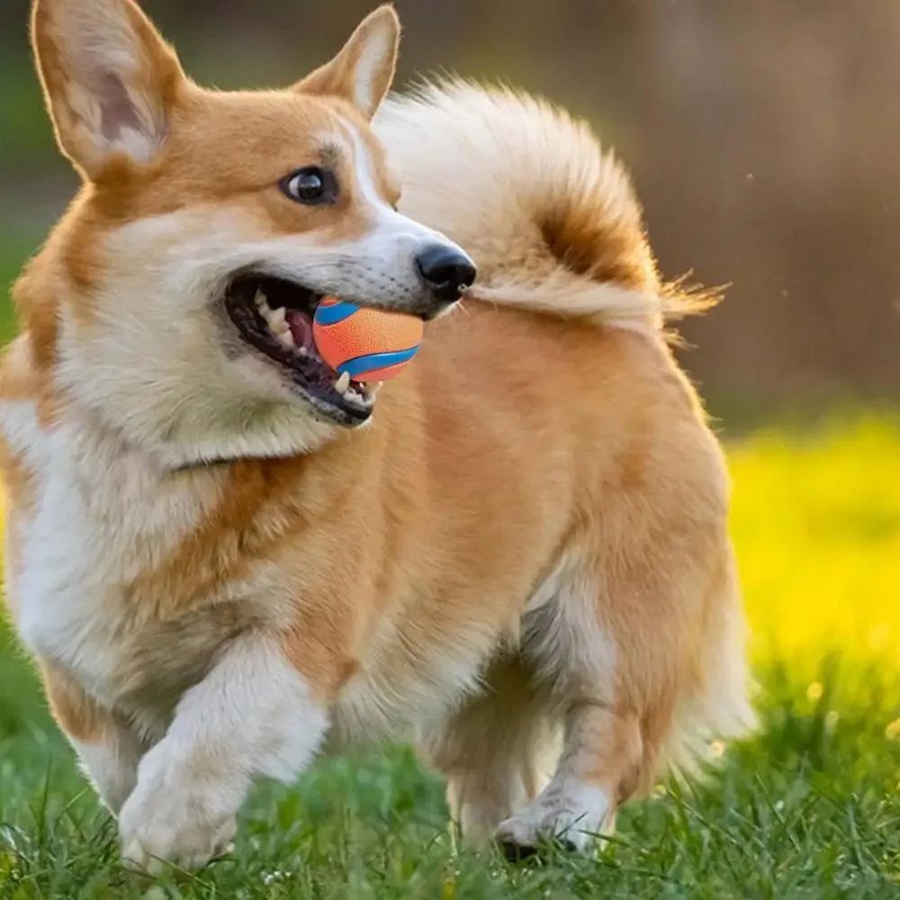 Dog Toy Ball Dog Fetch Ball Toy Tough Pet Ball Puppy - back view - PET'S FUN | dog accessories
