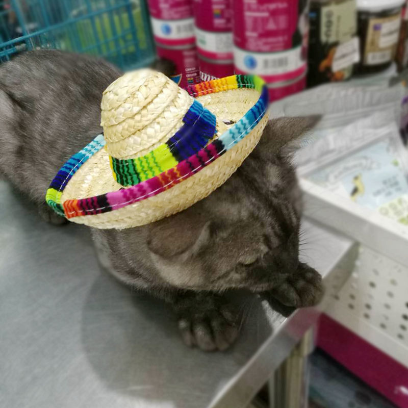 Pet Supplies Straw Woven Mini Pet Dog Straw Hat Pet - front view - PET'S FUN | pet bed