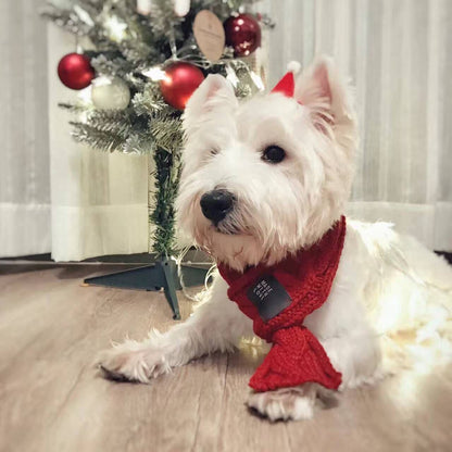 Pet scarf - front view - PET'S FUN | pet toy