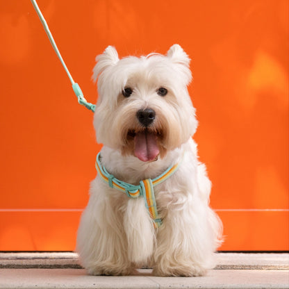 Retro Record Hand Holding Rope Small and - front view - PET'S FUN | dog toy
