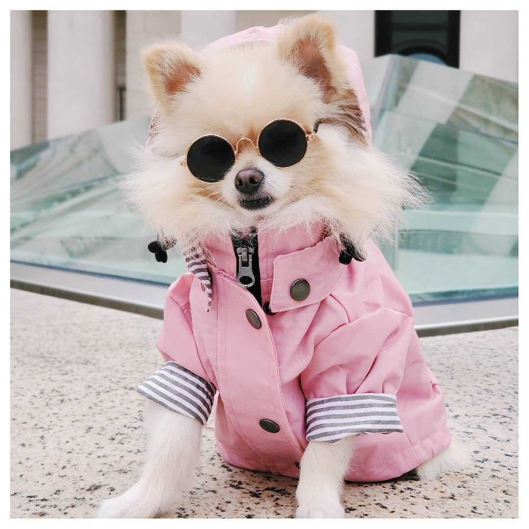 Windproof British Retro Padded Dog Raincoat - side view - PET'S FUN | dog supplies